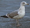 Herring Gull